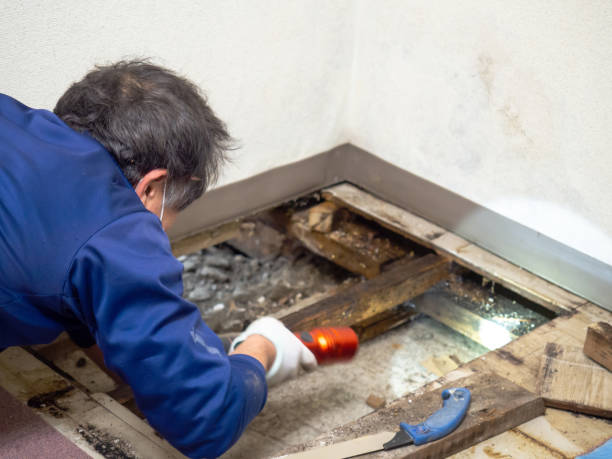 Attic Mold Removal in Melcher Dallas, IA