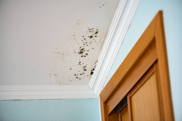 Best Residential Mold Removal  in Melcher Dallas, IA