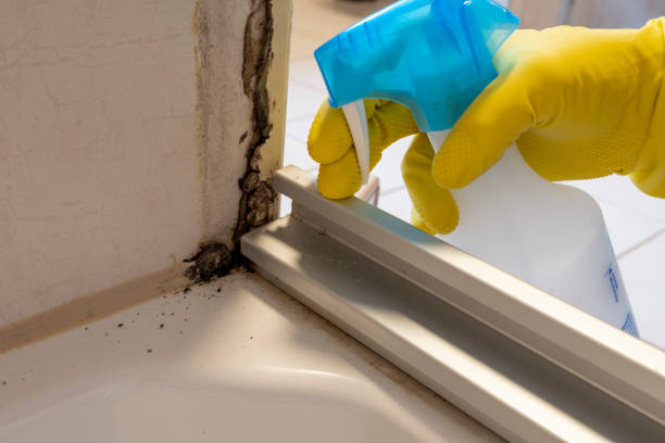 Best Home Mold Removal  in Melcher Dallas, IA