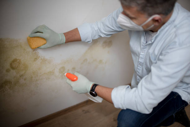 Best Affordable Mold Removal  in Melcher Dallas, IA