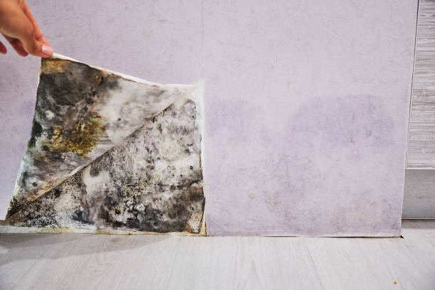 Best Mold Removal Company Near Me  in Melcher Dallas, IA